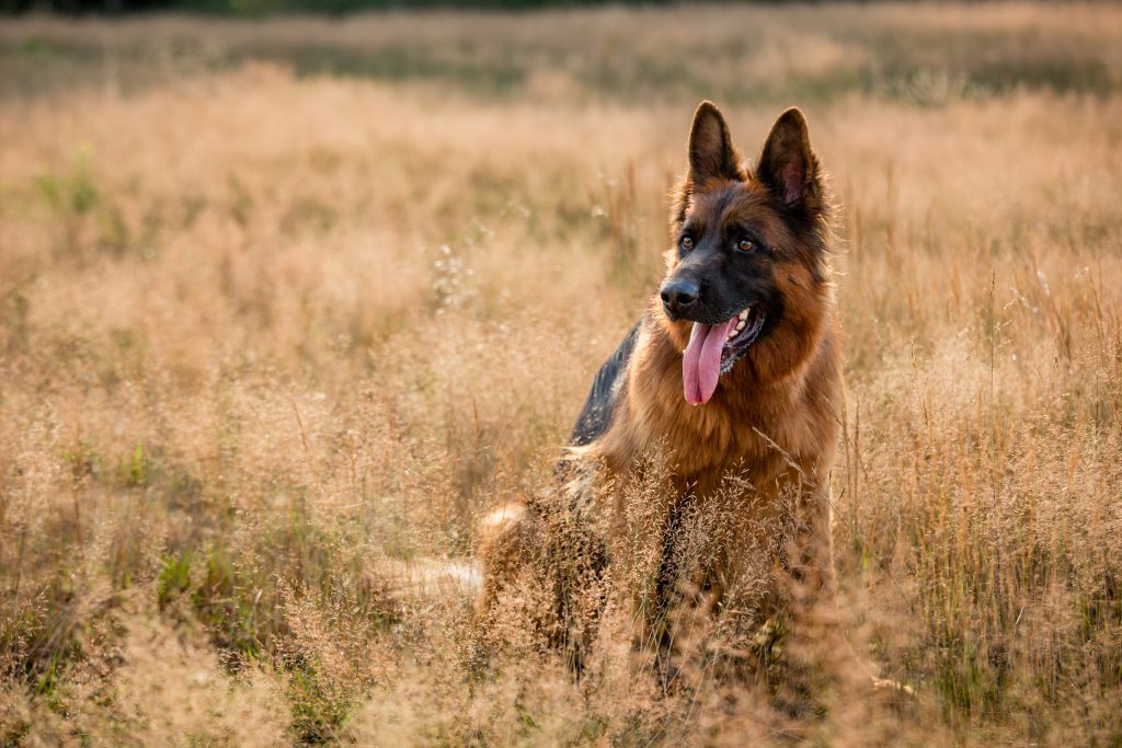 Schäferhund Hundeportrait Hundefotografie Hund Dog Heide Sommer Outdoor
