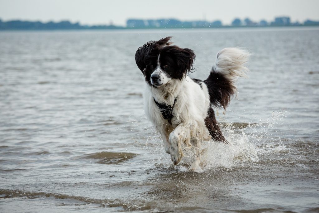 Hundeportrait Hundefotografie Landseer Hund Dog Outdoor Wasser Bewegung Sommer