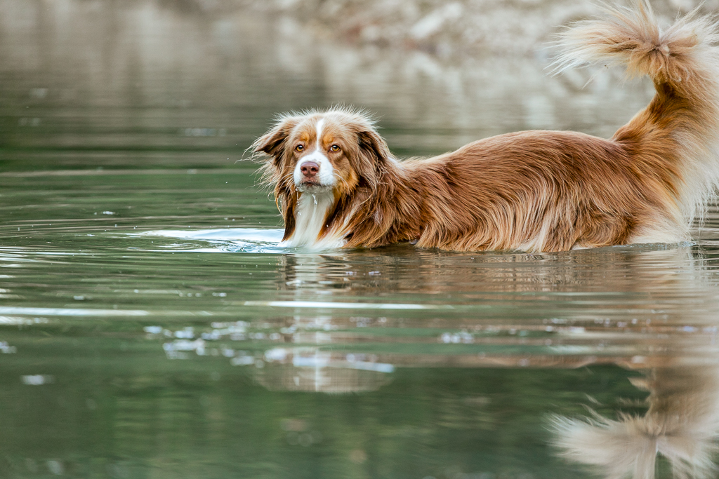 Aussie Australien Shepherd Hundeportrait Hundefotografie Hund Dog Bewegung Wasser Sommer