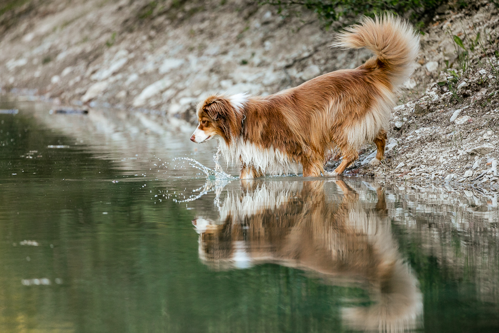 Hundeportrait Hundefotografie Hund Dog Bewegung Wasser Sommer